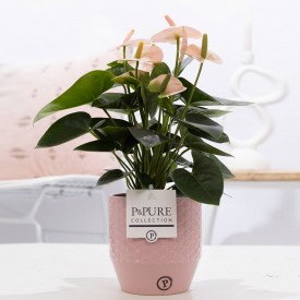 Pink Anthurium Houseplant