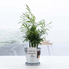 Parlour Palm Houseplant