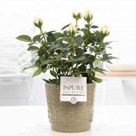 White Rose Houseplant