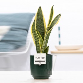 Sanseveria Houseplant