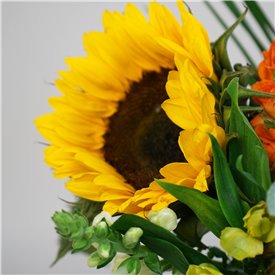 Sunflower Fields