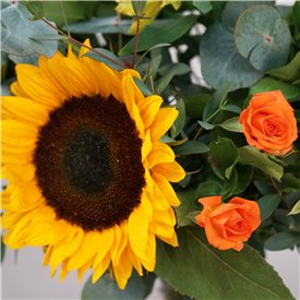 Sunflower Fields