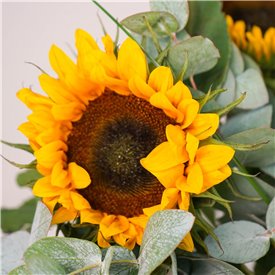 Simply Sunflowers
