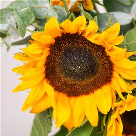 Simply Sunflowers