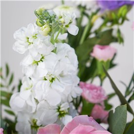 Freesia Meadow