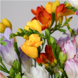 Just Freesia