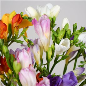 Just Freesia