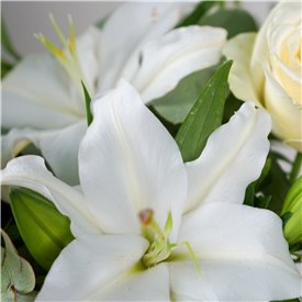 White Harmony