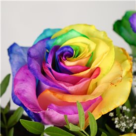 The Flower of Love - Rainbow