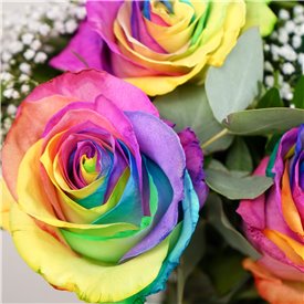 The Flower of Love - Rainbow