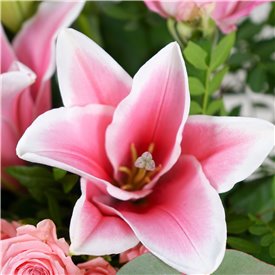 Pink Blush
