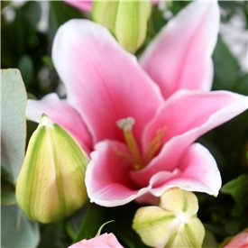 Pink Blush
