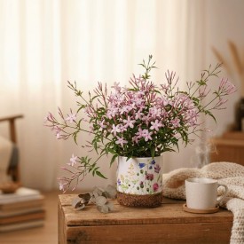 Pink potted Jasmine Plant