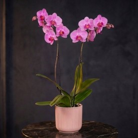 Pink 2 stem Phalaenopsis...