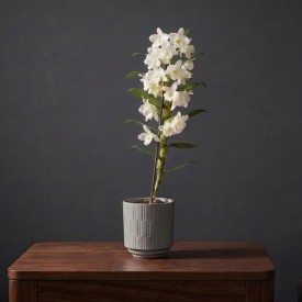 Single stem Dendrobium...