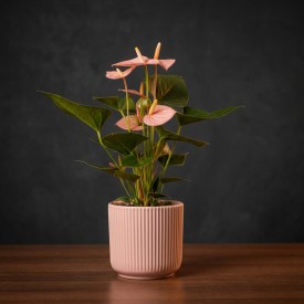Pink Anthurium Plant
