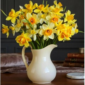 Letterbox 100 Daffodils