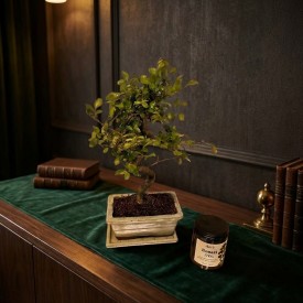 Bonsai Tree Gift set