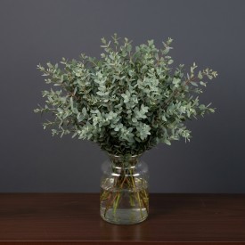 Eucalyptus Parvifola