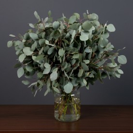 Eucalyptus Populus
