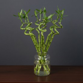 Lucky Bamboo