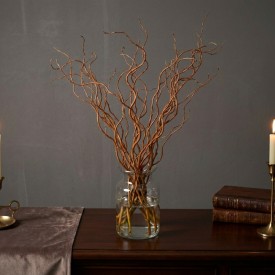 Corylus Contorta