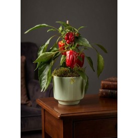 Potted Red Pepper Plant
