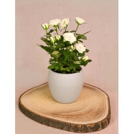 White Rose Plant