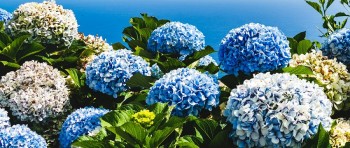 Why are Hydrangeas so popular