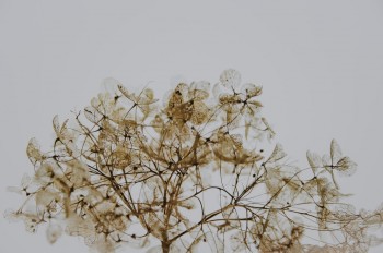 Help- My Flowers are Dying!