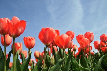 Three reasons why everybody loves tulips
