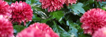 Why we love Chrysanthemums