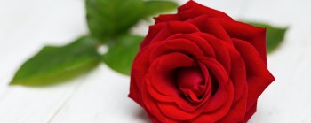 Seven reasons why roses are so popular